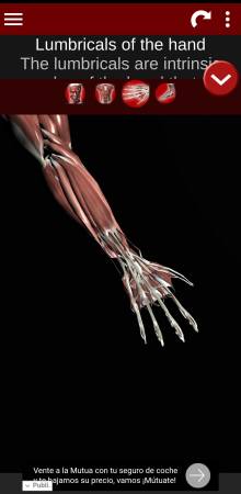 Sistema Muscular 3D